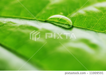 Water drop on green leaf Water drop on green leaf 11009591