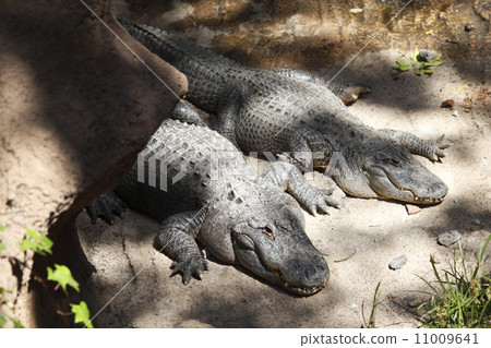 Alligator on sand Alligator on sand 11009641