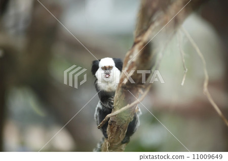White-headed Marmoset sitting in a tree 11009649