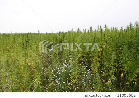 hemp field hemp field 11009692