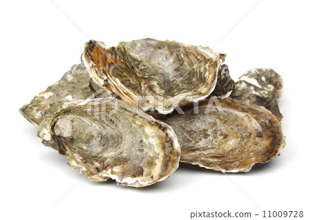 Oysters on white Oysters on white 11009728
