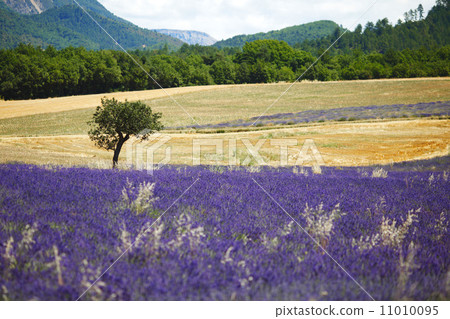 lavender field 11010095