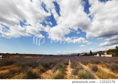 lavender field lavender field 11010176