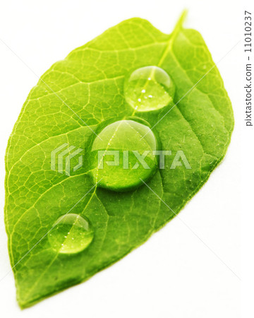 Water drop on leaf macro Water drop on leaf macro 11010237