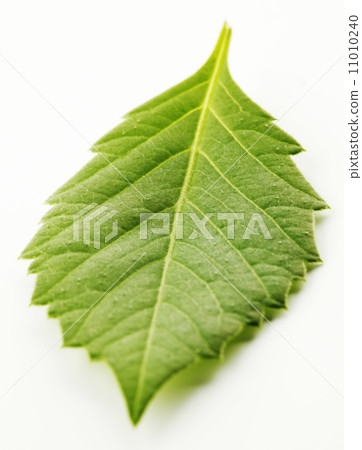Leaf on white 11010240