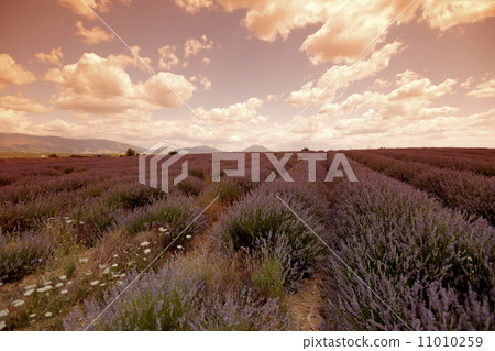 lavender field 11010259