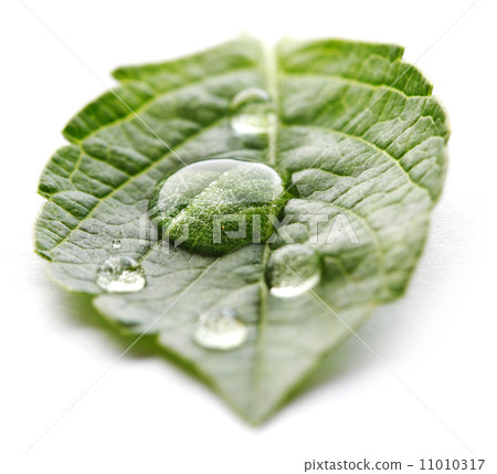 Water drop on leaf macro 11010317