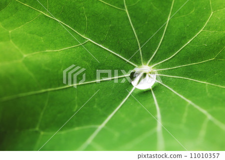 Water drop on green leaf Water drop on green leaf 11010357