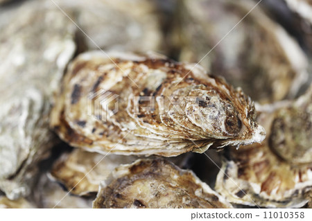 Oysters background Oysters background 11010358