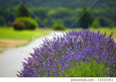 Lavender flowers close up Lavender flowers close up 11010361