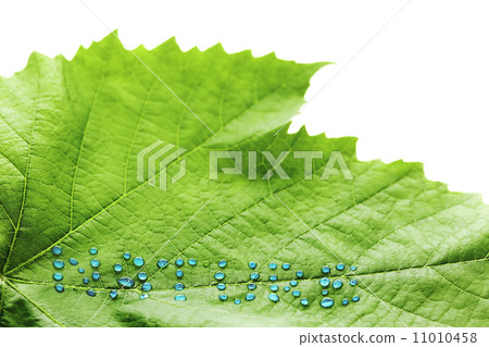 Green leaf with drops of water 11010458