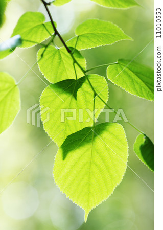 Beautiful leaves 11010553
