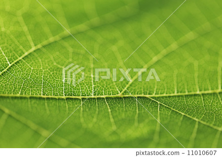 Green leaf texture 11010607