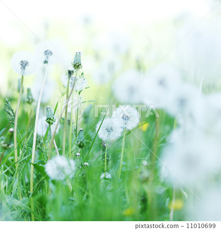White dandelions 11010699