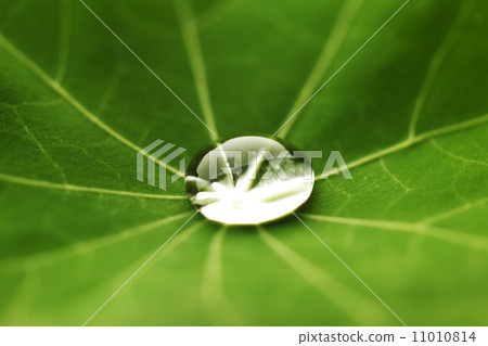 Water drop on green leaf 11010814