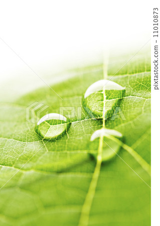 Water drops on leaf macro 11010873
