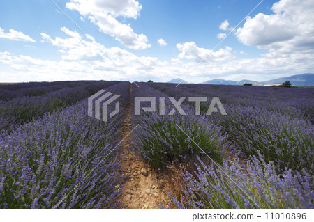 lavender field lavender field 11010896