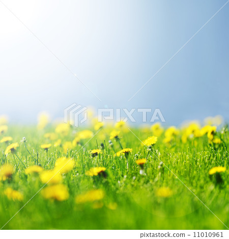 Yellow dandelions 11010961