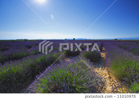 lavender field 11010978