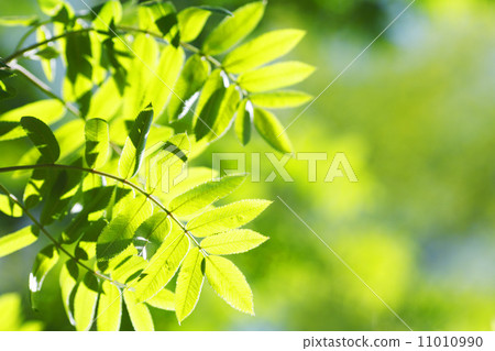 Green leaves background Green leaves background 11010990