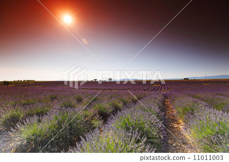 lavender field 11011003