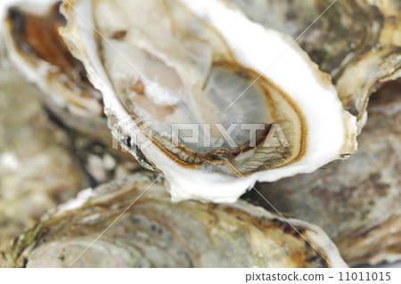 Oysters background 11011015