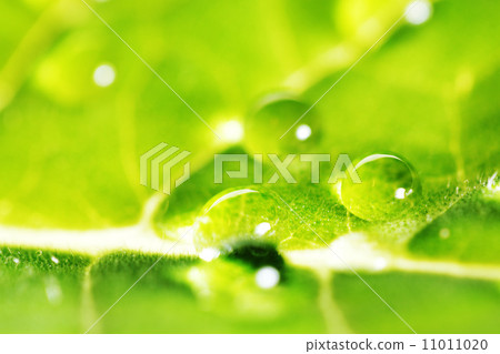Water drops on leaf macro Water drops on leaf macro 11011020