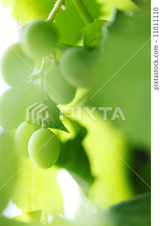 Green grape on the branch 11011110