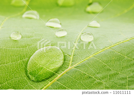 Water drops on leaf macro 11011111