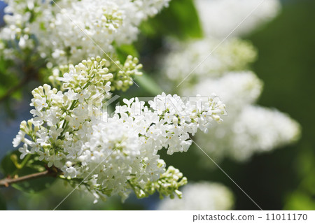 White lilac White lilac 11011170