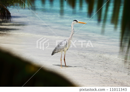Stork on the ocean Stork on the ocean 11011343