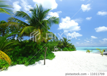 tropical island 11011709