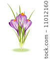 Spring Flowers. Purple crocuses on white background 11012160