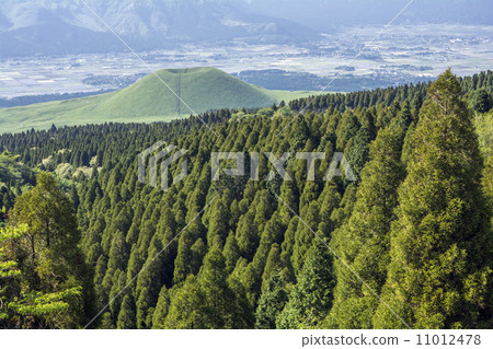 Coniferous forest of Aso and Yonezuka Coniferous forest of Aso and Yonezuka 11012478