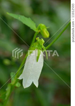 花竹花 11012593