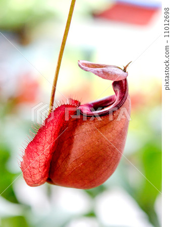 Nepenthes or Monkey Cups 11012698