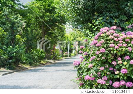 Hydrangea of the Entomology Tenjin company approach 11013484