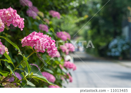 Hydrangea of the Entomology Tenjin company approach 11013485