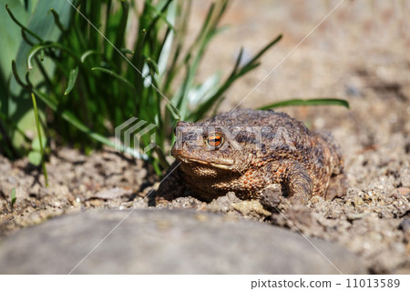 brown toad in the garden 11013589