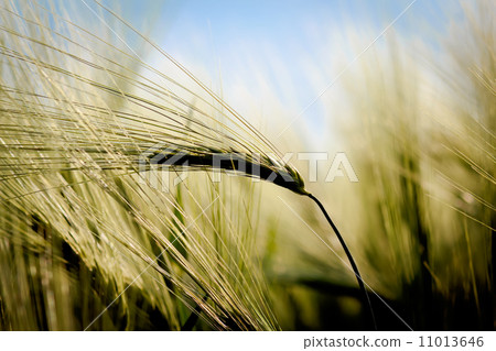 closeup detail of golden organic grains closeup detail of golden organic grains 11013646