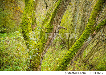 Bright Green Moss (bryophytes) on tree trunks 11013647