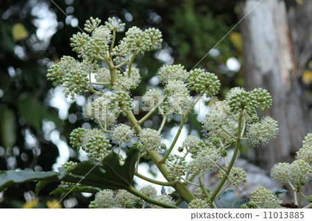 花在那傢伙 11013885