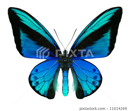 beautiful butterfly isolated on white 11014269