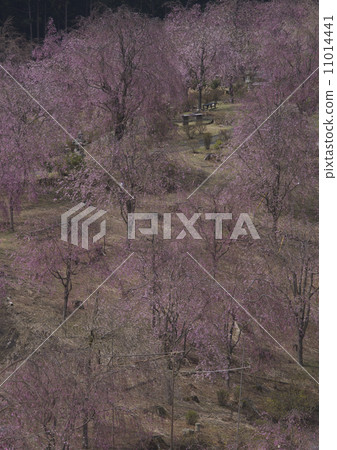 Takami no Sato Takami no Sato 11014441