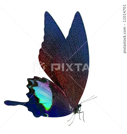 beautiful butterfly isolated on white 11014701