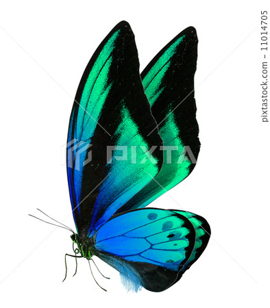 beautiful butterfly isolated on white 11014705