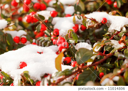 winter background with red gaultheria and snow 11014806