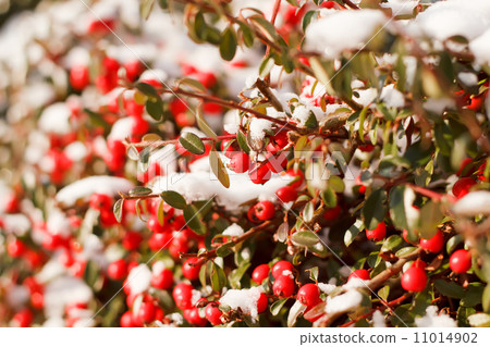winter background with red gaultheria and snow winter background with red gaultheria and snow 11014902