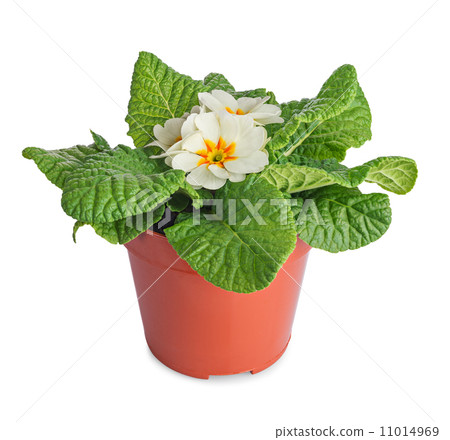 White primula flowers 11014969