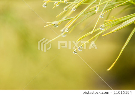 一滴松樹和雨 11015194